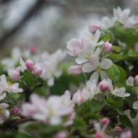 Весеннее цветение. Яблонька. :: Дина Евсеева