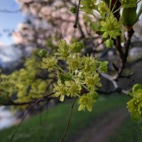 Клён на закате :: Сапсан 