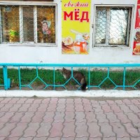 Кошка и мёд. :: Динара Каймиденова