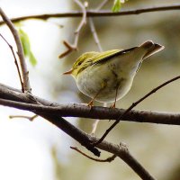 Пеночка :: kolyeretka 