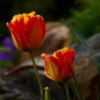 Хороши весной в саду цветочки... :: Кулага Андрей Андреевич 