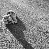 Долгая тень лежащего пса :: Сергей Шаврин