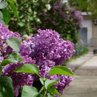 Сиреневые ароматы во дворах :: Татьяна Смоляниченко
