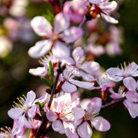 Миндаль степной  (Prunus tenella) :: Андрей Жданов