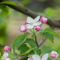 Яблони в цвету :: Дина Евсеева