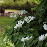 весенние зарисовки :: Светлана Баталий