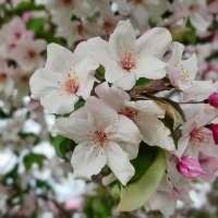 "Яблони в цвету - какое чудо!..." :: Надежда 