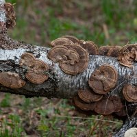 Узоры :: Евгений Тарасов 