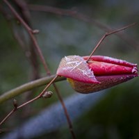 Тюльпан тронутый заморозками. :: Николай Галкин 
