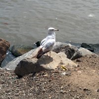 Калифорнийская чайка на набережной Гудзона. :: Светлана Хращевская