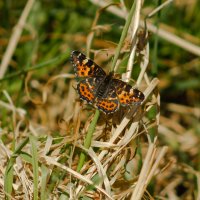 Map Butterfly with spread wings on a blade of grass :: Sergey Sonvar