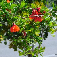 Гранатовое дерево в цвету. :: Валерьян Запорожченко