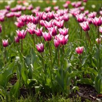 Лилиецветные тюльпаны :: Сеня Белгородский
