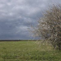 Перед дождём :: Александр Гурьянов