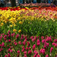 Цветы в парке города Гомель :: Игорь Сикорский
