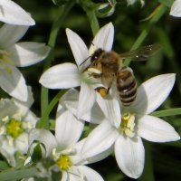 Пчёлки любят майские цветы :: Татьяна Смоляниченко