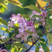"Хороши весной в саду цветочки..." :: Anatoly Lunov