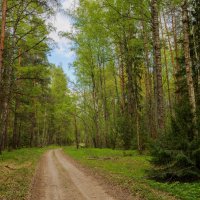 Весенний лес :: Зореслав Волков