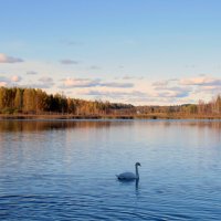 Лебедь Городищенского озера... :: emaslenova 