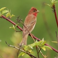 Чечевица :: Светлана 