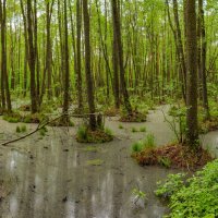 Подтопленный лес :: Зореслав Волков