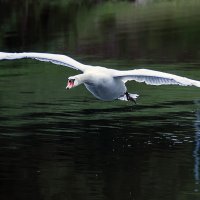 Полет белой птицы :: Alexander Andronik