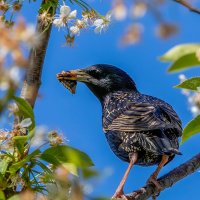 Скворец 1 :: Владимир Савельев