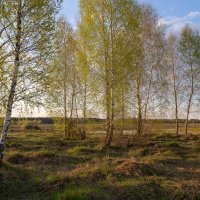 Луг.Вечер.Апрель. :: Сергей Татаринов