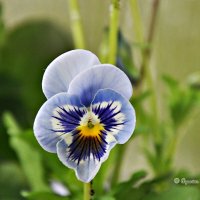 Про весну, май и цветы... :: Aquarius - Сергей