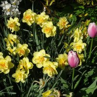 Нарциссы с тюльпанами :: Лидия Бусурина