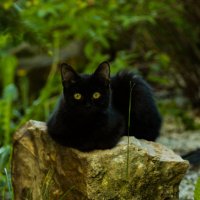 чёрный кот :: Ринат Засовский