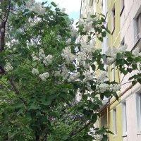 Цветут сирени во дворах :: Galina Solovova