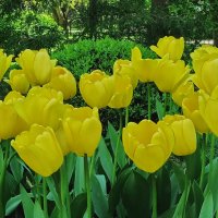 Желтые тюльпаны :: Liliya Kharlamova