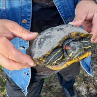 Спасение черепахи :: Сеня Белгородский