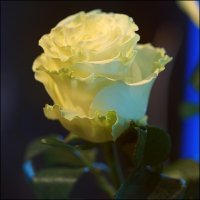 21 мая всемирный День Розы !!! :: Сеня Белгородский
