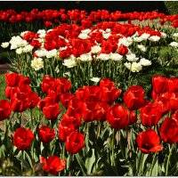 Тюльпаны Петергофа. :: Лариса С.