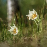 "Весна в лесу 5" :: Евгений 