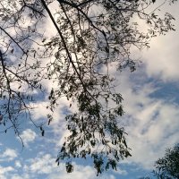 Ветви деревьев на фоне неба. :: Светлана Хращевская