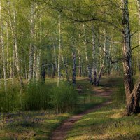 Красота весеннего леса. :: Евгений 