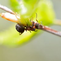 Из  жизни  муравьёв :: Геннадий Супрун