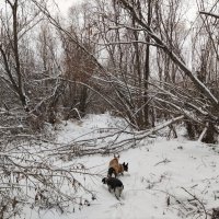 По снежной тропе :: Anna Ivanova