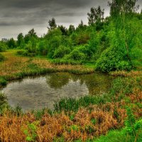 Пасмурный день :: Наталья Лакомова