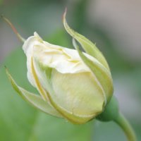 Бутон белой розы. :: Надежда Куркина