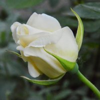 У белой розы не найти изъяна... :: Надежда Куркина