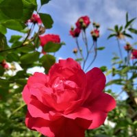 Красная ,вьющая роза :: tatyana 
