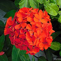 Цветок герани. :: Валерьян Запорожченко