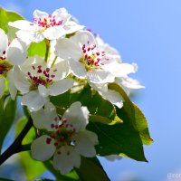 Яблоня в цвету :: Роман Алексеев