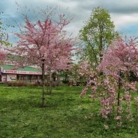 Сакура цветет :: Роман Савоцкий