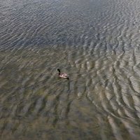 Одиночное плавание :: Андрей Лукьянов
