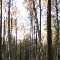 Осенний лес :: Вера Щукина